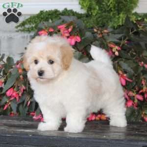 Kiara, Havapoo Puppy